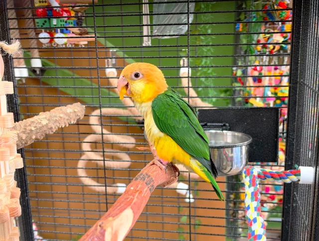 Baby White-bellied Caique (Female)