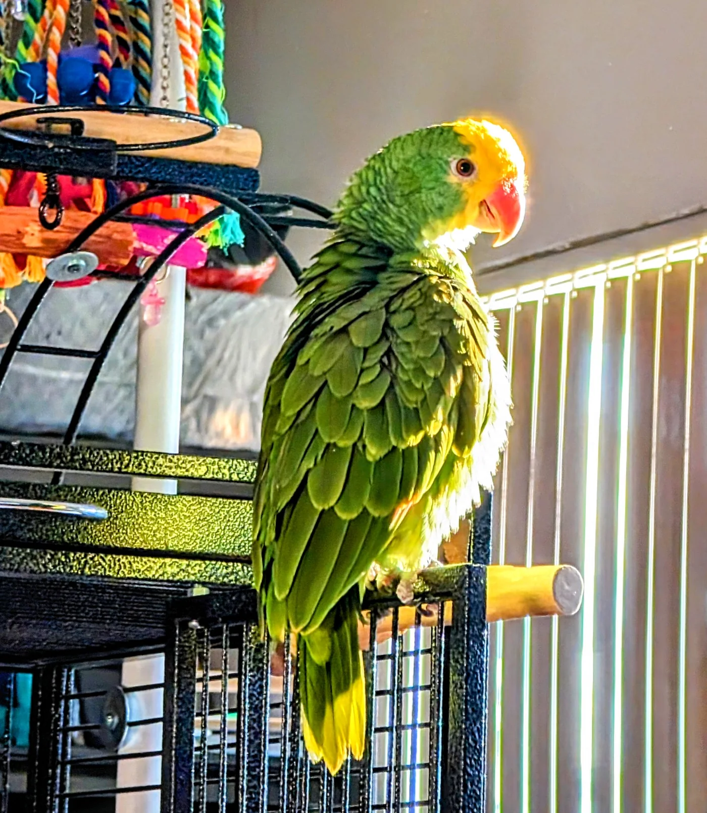 Charlie Murphy perched beside colorful bird toys