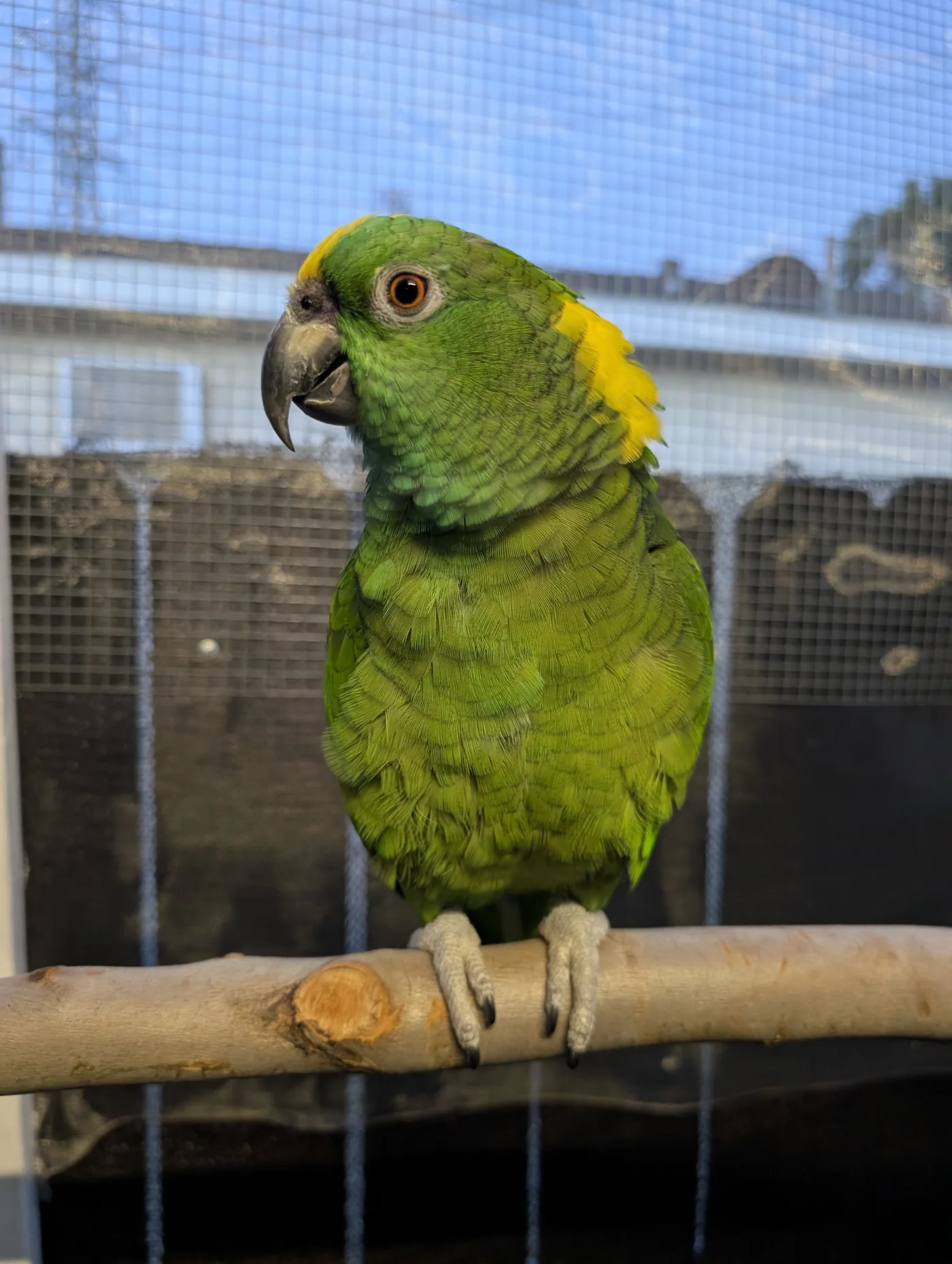 Charlie Murphy close up on a perch
