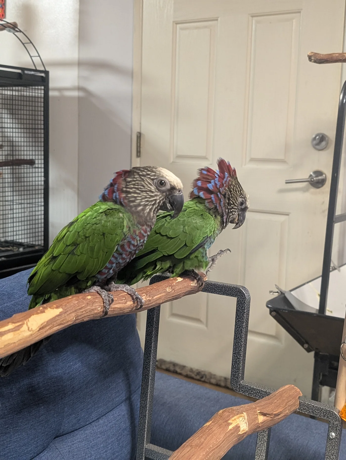 Two green parrots perched together