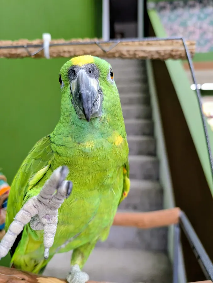 Close-up of a green parrot lifting one foot