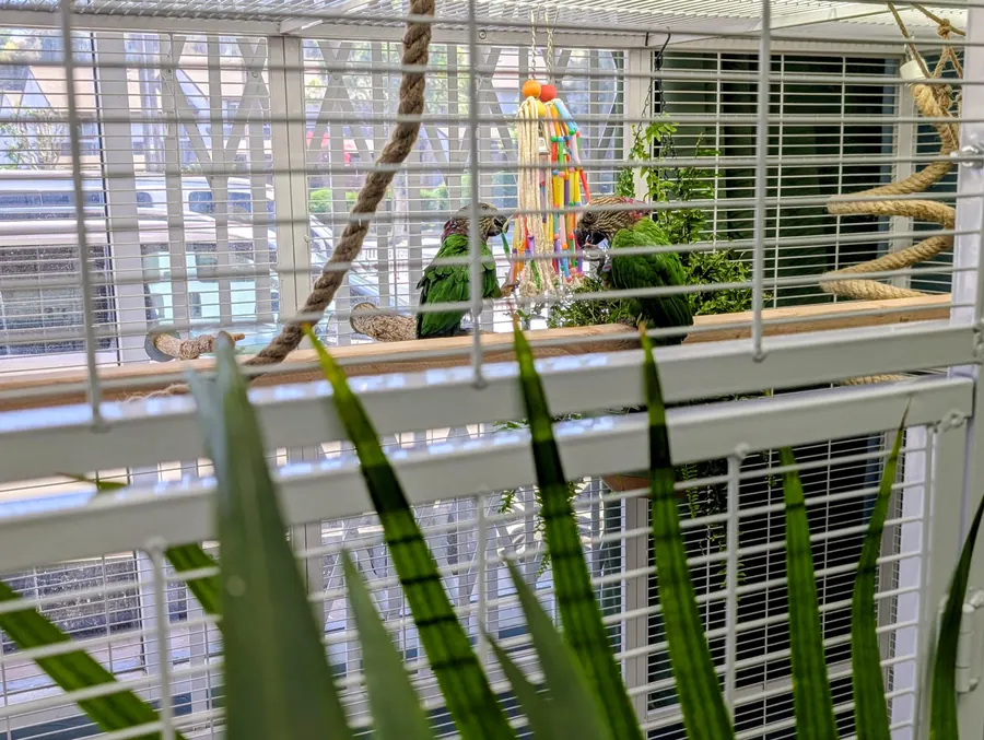 Two parrots inside a spacious white enclosure